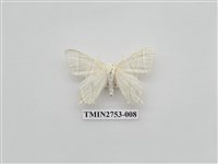 藏品(尺蛾321)的圖片